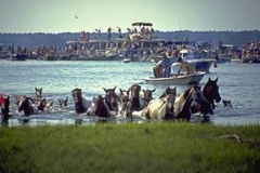 Ponies being herded ashore